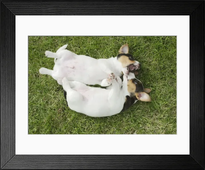 Framed Print : Jack Russell Dogs Puppies Male and female on backs Framed Print : Jack Russell Dogs Puppies Male and female on backs