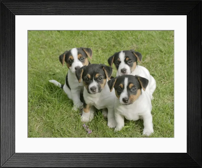 Framed Print : Jack Russell Dogs Puppies - quads sitting together Framed Print : Jack Russell Dogs Puppies - quads sitting together