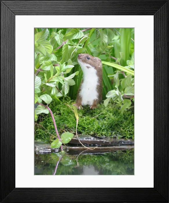 Framed Print : Weasel Male looks up by water Bedfordshire, UK Framed Print : Weasel Male looks up by water Bedfordshire, UK