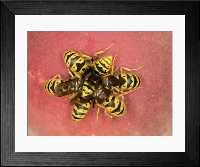 Framed Print : Wasps Cluster feeding on peach Bedfordshire UK