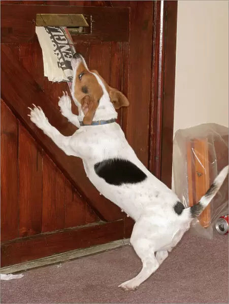 Dog at door Jack Russell takes paper from letterbox