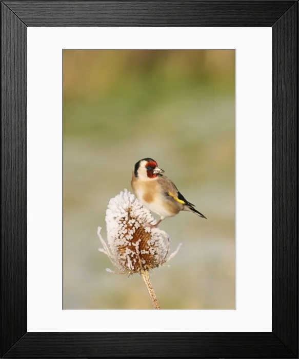Framed Print : Goldfinch - On frozen teasel side view Bedfordshire, UK Framed Print : Goldfinch - On frozen teasel side view Bedfordshire, UK