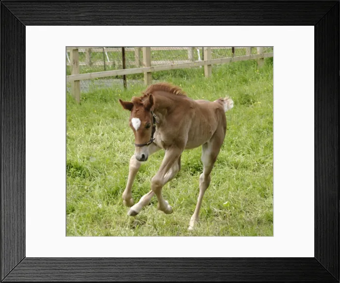 Framed Print : Horse - 7 day old foal galloping Bedfordshire UK Framed Print : Horse - 7 day old foal galloping Bedfordshire UK
