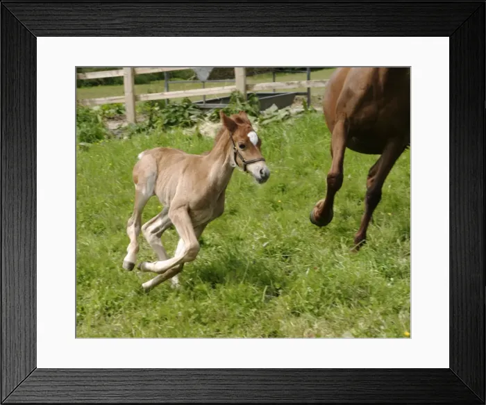 Framed Print : Horse - 7 day old galloping foal with mother Bedfordshire UK Framed Print : Horse - 7 day old galloping foal with mother Bedfordshire UK