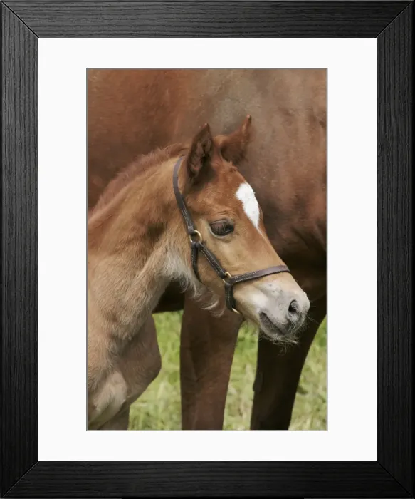 Framed Print : Horse - 7 day old foal with mother close up Bedfordshire UK Framed Print : Horse - 7 day old foal with mother close up Bedfordshire UK