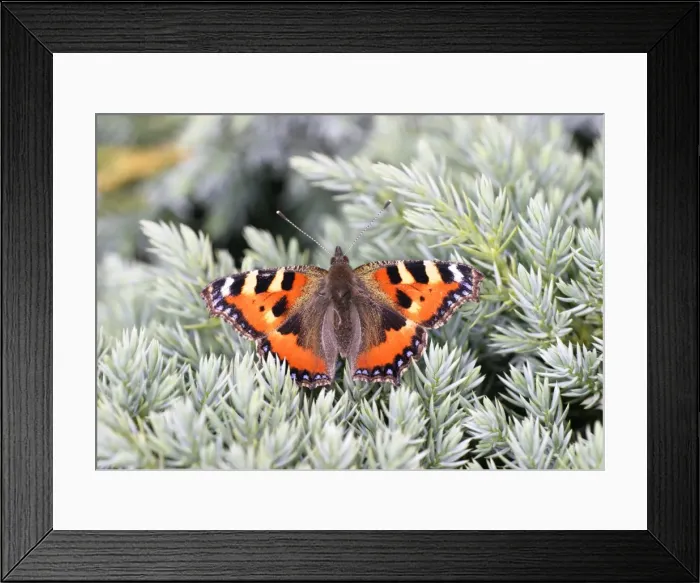 Framed Print : Small Tortoiseshell Butterfly - Wings open basking on juniper Bedfordshire UK Framed Print : Small Tortoiseshell Butterfly - Wings open basking on juniper Bedfordshire UK