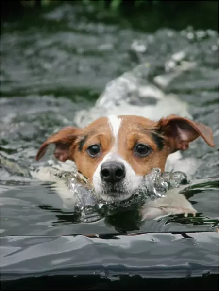 Dog - Jack Russell terrier swimming front view Bedfordshire UK