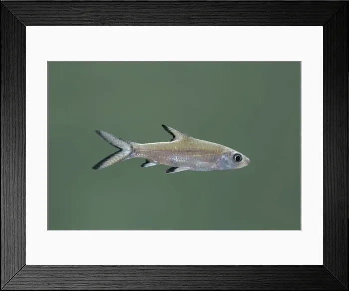 Framed Print : Tricolor / Bala / Silver Shark - Side view Framed Print : Tricolor / Bala / Silver Shark - Side view