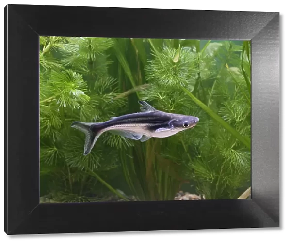 Black-finned shark  /  Catfish – side view by weeds Dist: Asia UK