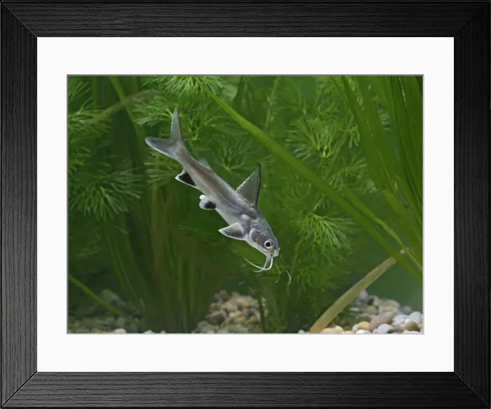Framed Print : Shark catfish – side view by weeds – Americas UK Framed Print : Shark catfish – side view by weeds – Americas UK