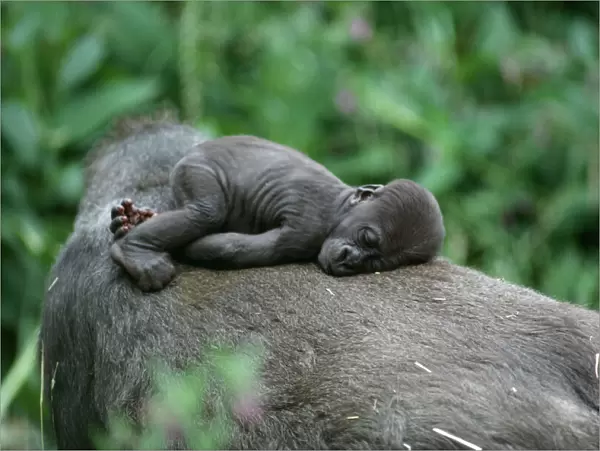 Lowland Gorilla - baby on mothers back