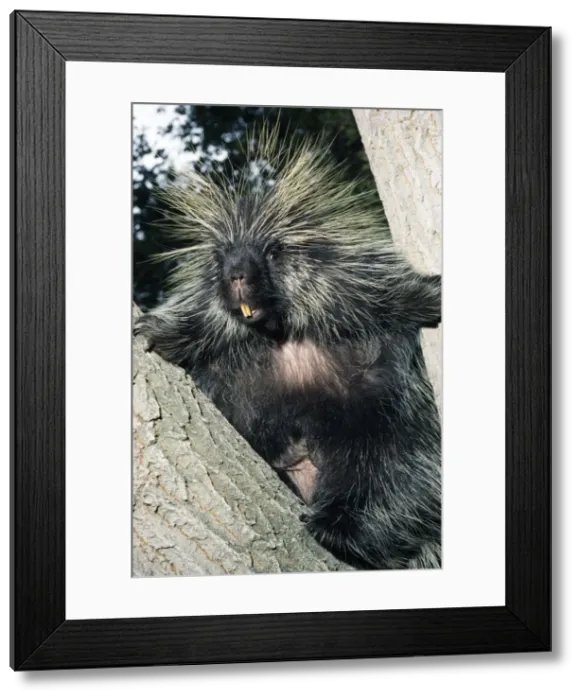 Framed Print : North American Porcupine - In tree Framed Print : North American Porcupine - In tree