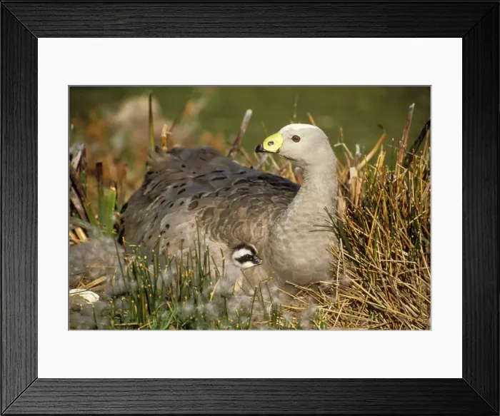 Framed Print : Cape Barren Goose Mother & Chick, Tasmania, Australia Framed Print : Cape Barren Goose Mother & Chick, Tasmania, Australia