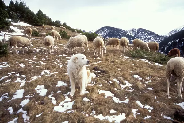 Pyrenean Mountain Dog Protecting sheep, Pyrenees, France