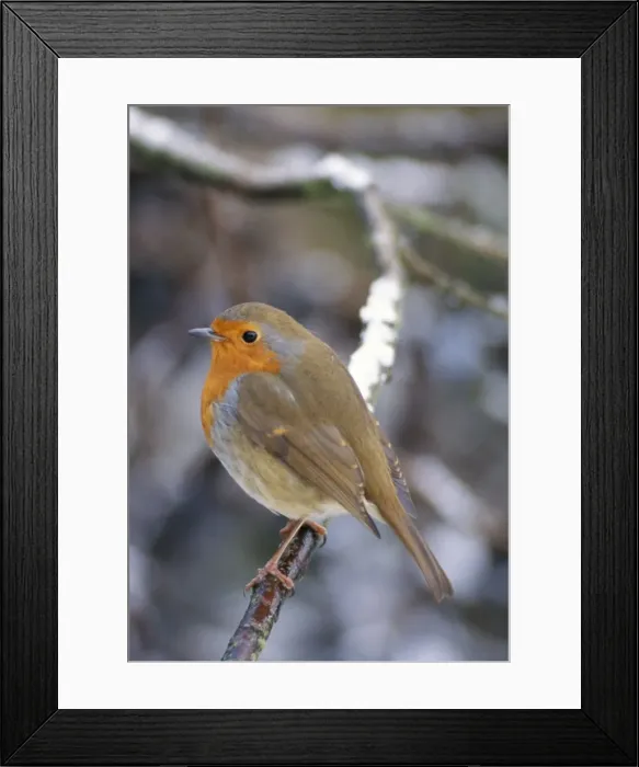 Framed Print : Robin - male in snow UK Framed Print : Robin - male in snow UK