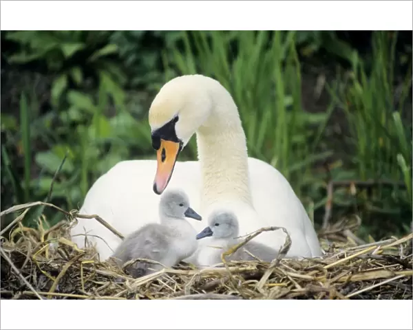 Mute Swan - with cygnets at nest UK