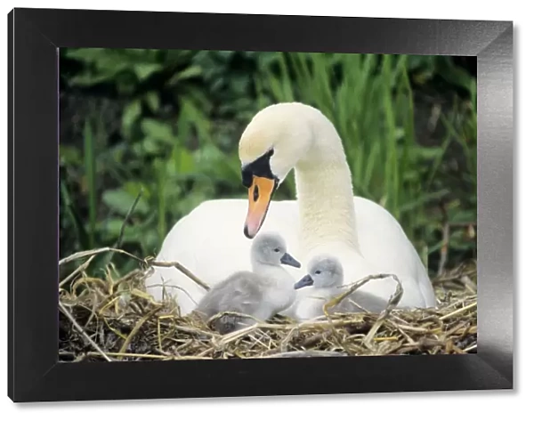 Mute Swan - with cygnets at nest UK