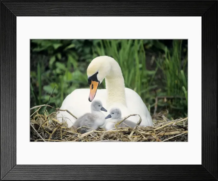 Framed Print : Mute Swan - with cygnets at nest UK Framed Print : Mute Swan - with cygnets at nest UK
