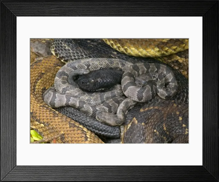 Framed Print : Timber Rattlesnakes - Adult females with newborn young, parental care. Venomous pitvipers, widely distributed throughout eastern United States. Legally protected in 8 of 32 states in which it occurs Framed Print : Timber Rattlesnakes - Adult females with newborn young, parental care. Venomous pitvipers, widely distributed throughout eastern United States. Legally protected in 8 of 32 states in which it occurs