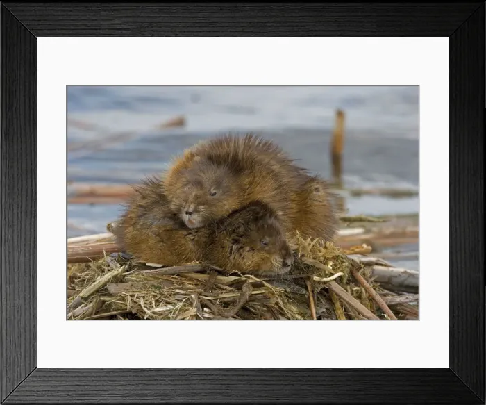 Framed Print : Muskrats Two lying on top of each other. Chiefly aquatic-lives in marshes, edges of ponds, lakes, and streams- moves overland, especially in autumn-feeds on aquatic vegetation, also clams, frogs, and fish on occasion-builds house in shallow water Framed Print : Muskrats Two lying on top of each other. Chiefly aquatic-lives in marshes, edges of ponds, lakes, and streams- moves overland, especially in autumn-feeds on aquatic vegetation, also clams, frogs, and fish on occasion-builds house in shallow water