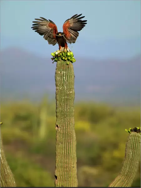 Harris Hawk - Adult with stick in mouth and wings open, on saguaro cactus
