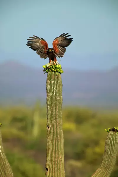 Harris Hawk - Adult with stick in mouth and wings open, on saguaro cactus