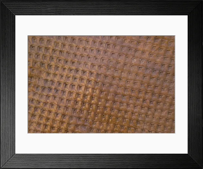 Framed Print : Fossil - Tree Bark Pella, Iowa, Pennsylvanian, USA Specimen courtesy Howard R Shanks 2E50T4126 Framed Print : Fossil - Tree Bark Pella, Iowa, Pennsylvanian, USA Specimen courtesy Howard R Shanks 2E50T4126