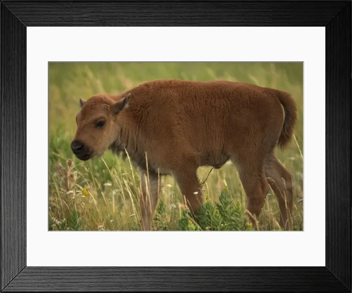 Framed Print : Bison - Calf - Wyoming, USA. Commonly called buffalo - Males weigh up to 2000 pounds-heaviest land mammal in North America-Nearly went extinct by 1894 due to hunting prompting Congress to pass the National Park Protective Act which imposed stiff