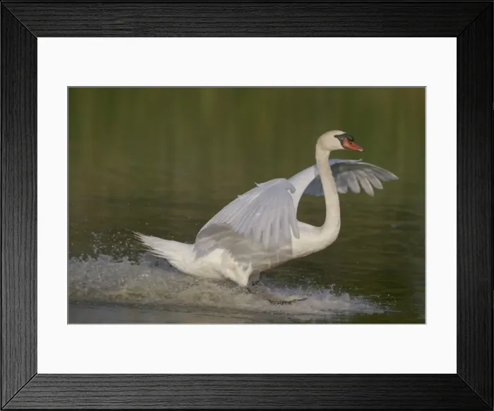 Framed Print : (c) John Cancalosi