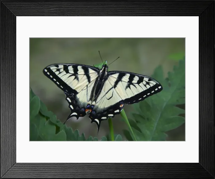 Framed Print : Eastern Tiger Swallowtail Butterfly - Pennsylvannia, USA Framed Print : Eastern Tiger Swallowtail Butterfly - Pennsylvannia, USA