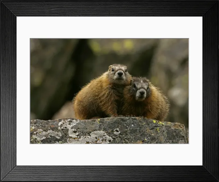 Framed Print : Yellow-bellied Marmots - Young - Found in central to northwestern United States - Lives on rocky slopes or outcrops-on sides of mountain and meadows in nest sites among piles of boulders - Lives in groups or harems defended by a dominate Framed Print : Yellow-bellied Marmots - Young - Found in central to northwestern United States - Lives on rocky slopes or outcrops-on sides of mountain and meadows in nest sites among piles of boulders - Lives in groups or harems defended by a dominate