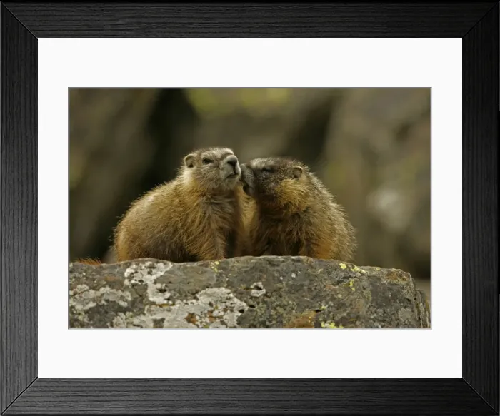 Framed Print : Yellow-bellied Marmots - Young - Found in central to northwestern United States - Lives on rocky slopes or outcrops-on sides of mountain and meadows in nest sites among piles of boulders - Lives in groups or harems defended by a dominate Framed Print : Yellow-bellied Marmots - Young - Found in central to northwestern United States - Lives on rocky slopes or outcrops-on sides of mountain and meadows in nest sites among piles of boulders - Lives in groups or harems defended by a dominate
