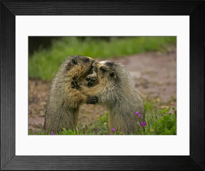 Framed Print : Hoary Marmots Wrestling - Found in Alaska south to Washington-northern Oregon and most of Montana and parts of Idaho - Lives on rocky mountain slopes and hillsides and in alpine meadows - Eats a variety of grasses-green plants Framed Print : Hoary Marmots Wrestling - Found in Alaska south to Washington-northern Oregon and most of Montana and parts of Idaho - Lives on rocky mountain slopes and hillsides and in alpine meadows - Eats a variety of grasses-green plants
