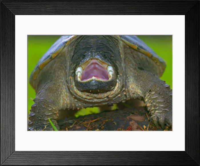 Framed Print : Snapping Turtle - New York, USA - Inhabits marshes-ponds-lakes-rivers-and slow streams especially where aquatic plants are abundant - Well camouflaged when resting on the bottom among plants - Often ill-tempered Framed Print : Snapping Turtle - New York, USA - Inhabits marshes-ponds-lakes-rivers-and slow streams especially where aquatic plants are abundant - Well camouflaged when resting on the bottom among plants - Often ill-tempered