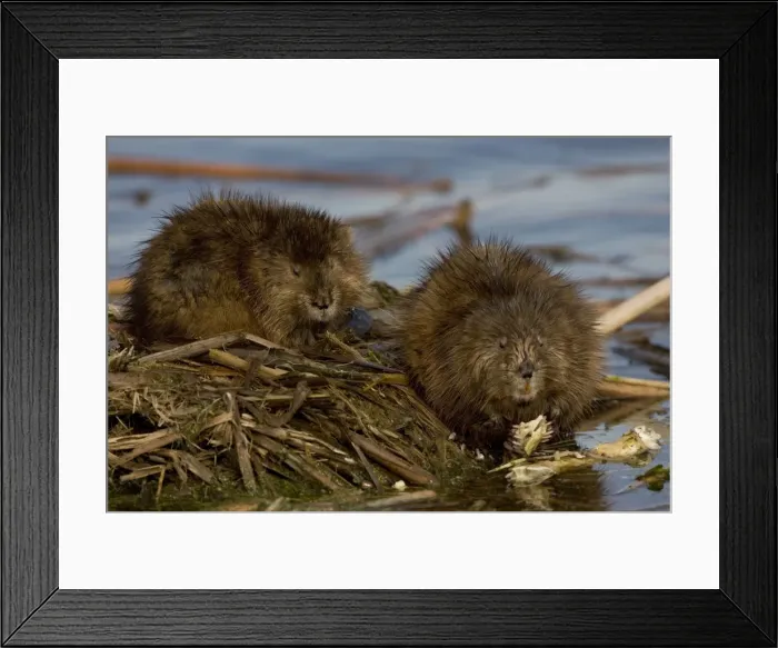 Framed Print : Muskrat(s)Two together by water - New York - Chiefly aquatic - Lives in marshes-edges of ponds-lakes and streams - Moves overland especially in autumn - Feeds on aquatic vegetation-also clams-frogs Framed Print : Muskrat(s)Two together by water - New York - Chiefly aquatic - Lives in marshes-edges of ponds-lakes and streams - Moves overland especially in autumn - Feeds on aquatic vegetation-also clams-frogs