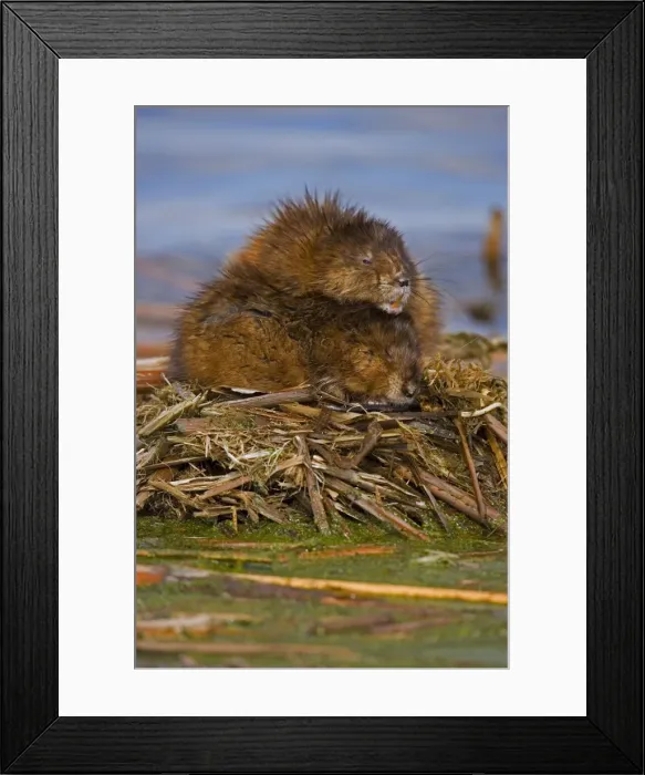 Framed Print : Muskrat(s) Two together - New York, USA - Chiefly aquatic - Lives in marshes-edges of ponds-lakes and streams - Moves overland especially in autumn - Feeds on aquatic vegetation-also clams-frogs Framed Print : Muskrat(s) Two together - New York, USA - Chiefly aquatic - Lives in marshes-edges of ponds-lakes and streams - Moves overland especially in autumn - Feeds on aquatic vegetation-also clams-frogs