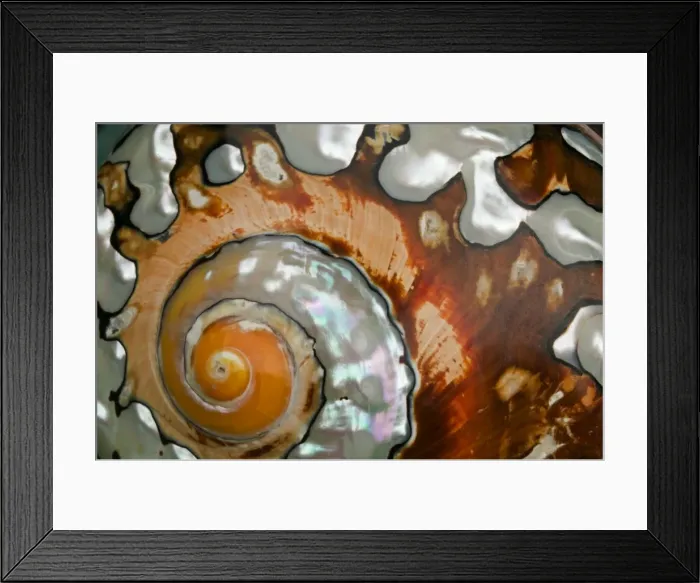 Framed Print : Shell of Marine Mollusk - Close up of detail - South Africa Framed Print : Shell of Marine Mollusk - Close up of detail - South Africa