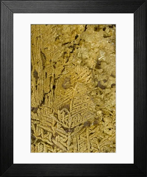 Framed Print : Natural Gold Specimen - Dendritic crystals - Ebagoola-Cape York- Queensland - Australia Framed Print : Natural Gold Specimen - Dendritic crystals - Ebagoola-Cape York- Queensland - Australia