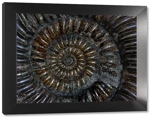 Fossil Ammonite (Speetoniceras) - Russia - Cretaceous