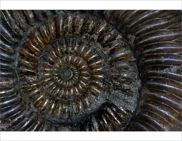 Fossil Ammonite (Speetoniceras) - Russia - Cretaceous
