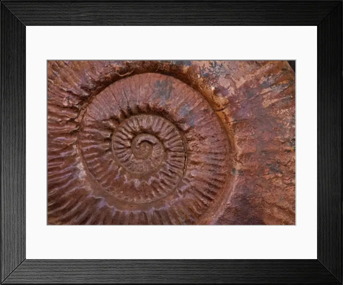 Framed Print : Ammonite (Parkinsonia) - Southern France - mid-Jurassic Framed Print : Ammonite (Parkinsonia) - Southern France - mid-Jurassic