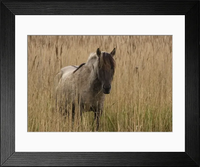 Framed Print : Konik Pony - In long grass -Norfolk Broads National Park-Norfolk-England- Breed originated in ancient lowland farm areas in Poland- Konik means small horse in Polish-Direct descendant of the wild European forest horse or Tarpan that once roamed Framed Print : Konik Pony - In long grass -Norfolk Broads National Park-Norfolk-England- Breed originated in ancient lowland farm areas in Poland- Konik means small horse in Polish-Direct descendant of the wild European forest horse or Tarpan that once roamed