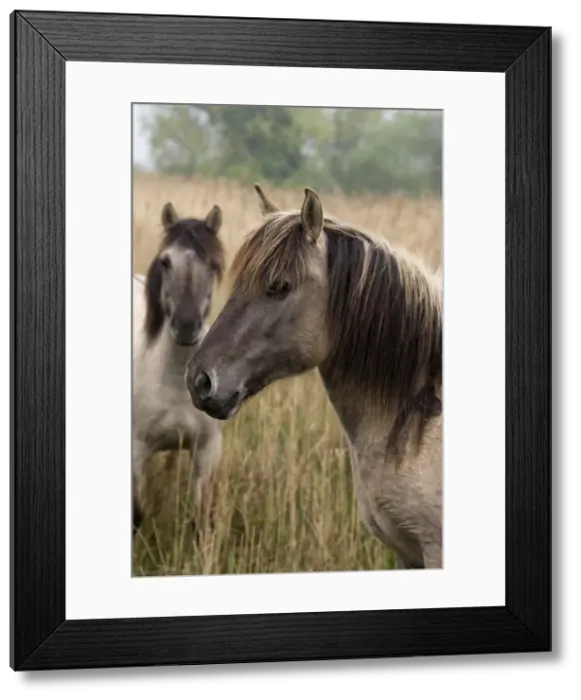 Framed Print : Konik Ponies - 2 together -Norfolk Broads National Park-Norfolk-England- Breed originated in ancient lowland farm areas in Poland- Konik means small horse in Polish-Direct descendant of the wild European forest horse or Tarpan that once roamed Framed Print : Konik Ponies - 2 together -Norfolk Broads National Park-Norfolk-England- Breed originated in ancient lowland farm areas in Poland- Konik means small horse in Polish-Direct descendant of the wild European forest horse or Tarpan that once roamed