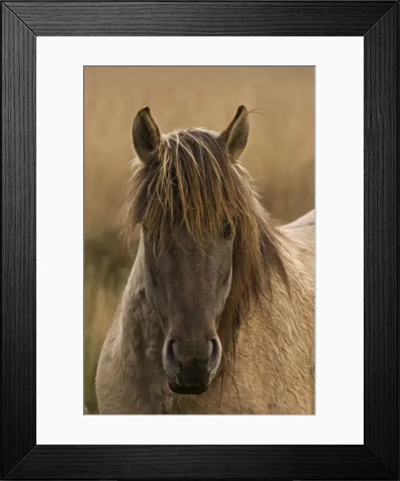 Framed Print : Konik Pony-Norfolk Broads National Park-Norfolk-England- Breed originated in ancient lowland farm areas in Poland- Konik means small horse in Polish-Direct descendant of the wild European forest horse or Tarpan that once roamed across Europe Framed Print : Konik Pony-Norfolk Broads National Park-Norfolk-England- Breed originated in ancient lowland farm areas in Poland- Konik means small horse in Polish-Direct descendant of the wild European forest horse or Tarpan that once roamed across Europe