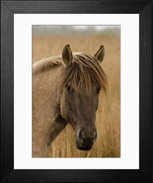 Framed Print : Konik Pony-Norfolk Broads National Park-Norfolk-England- Breed originated in ancient lowland farm areas in Poland- Konik means small horse in Polish-Direct descendant of the wild European forest horse or Tarpan that once roamed across Europe Framed Print : Konik Pony-Norfolk Broads National Park-Norfolk-England- Breed originated in ancient lowland farm areas in Poland- Konik means small horse in Polish-Direct descendant of the wild European forest horse or Tarpan that once roamed across Europe