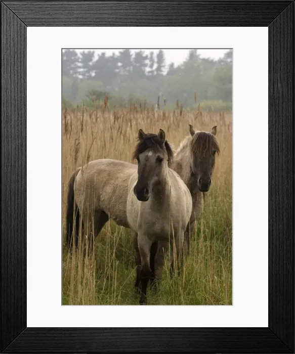 Framed Print : Konik Ponies -Norfolk Broads National Park-Norfolk-England- Breed originated in ancient lowland farm areas in Poland- Konik means small horse in Polish-Direct descendant of the wild European forest horse or Tarpan that once roamed across Europe Framed Print : Konik Ponies -Norfolk Broads National Park-Norfolk-England- Breed originated in ancient lowland farm areas in Poland- Konik means small horse in Polish-Direct descendant of the wild European forest horse or Tarpan that once roamed across Europe