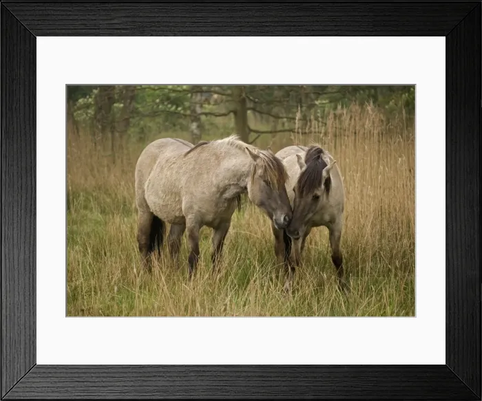 Framed Print : Konik Ponies -Norfolk Broads National Park-Norfolk-England- Breed originated in ancient lowland farm areas in Poland- Konik means small horse in Polish-Direct descendant of the wild European forest horse or Tarpan that once roamed across Europe Framed Print : Konik Ponies -Norfolk Broads National Park-Norfolk-England- Breed originated in ancient lowland farm areas in Poland- Konik means small horse in Polish-Direct descendant of the wild European forest horse or Tarpan that once roamed across Europe