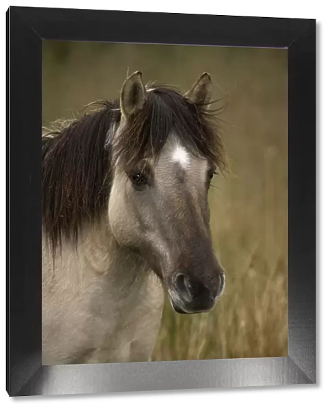 Konik Pony-Norfolk Broads National Park-Norfolk-England- Breed originated in ancient lowland farm areas in Poland- Konik means small horse in Polish-Direct descendant of the wild European forest horse or Tarpan that once roamed across Europe
