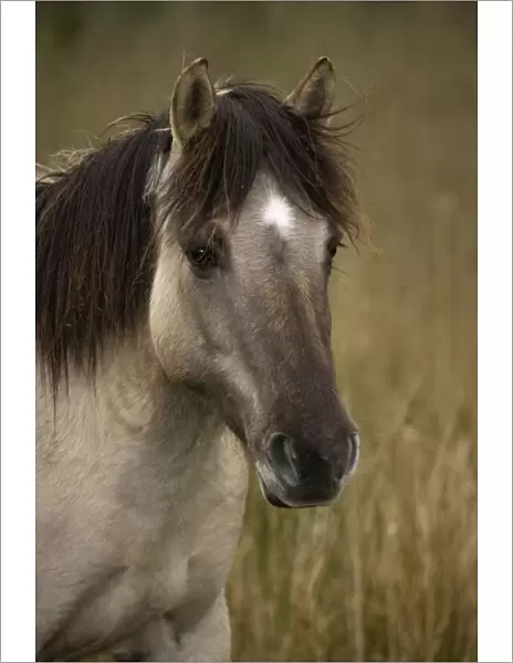 Konik Pony-Norfolk Broads National Park-Norfolk-England- Breed originated in ancient lowland farm areas in Poland- Konik means small horse in Polish-Direct descendant of the wild European forest horse or Tarpan that once roamed across Europe
