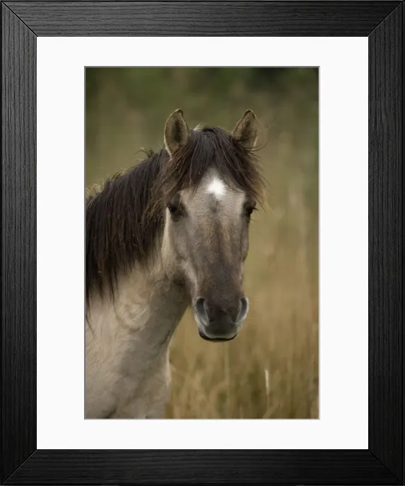 Framed Print : Konik Pony-Norfolk Broads National Park-Norfolk-England- Breed originated in ancient lowland farm areas in Poland- Konik means small horse in Polish-Direct descendant of the wild European forest horse or Tarpan that once roamed across Europe Framed Print : Konik Pony-Norfolk Broads National Park-Norfolk-England- Breed originated in ancient lowland farm areas in Poland- Konik means small horse in Polish-Direct descendant of the wild European forest horse or Tarpan that once roamed across Europe